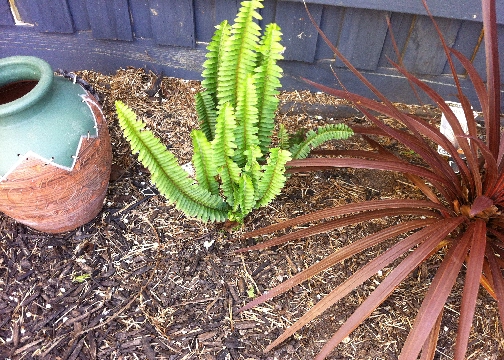 Fishbone ferns thriving in the spring